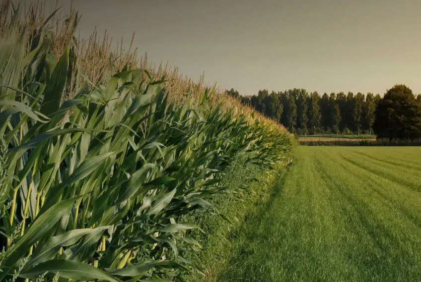 Take Part In The Pioneering Agriculture Strategy By Providing Your Feedback