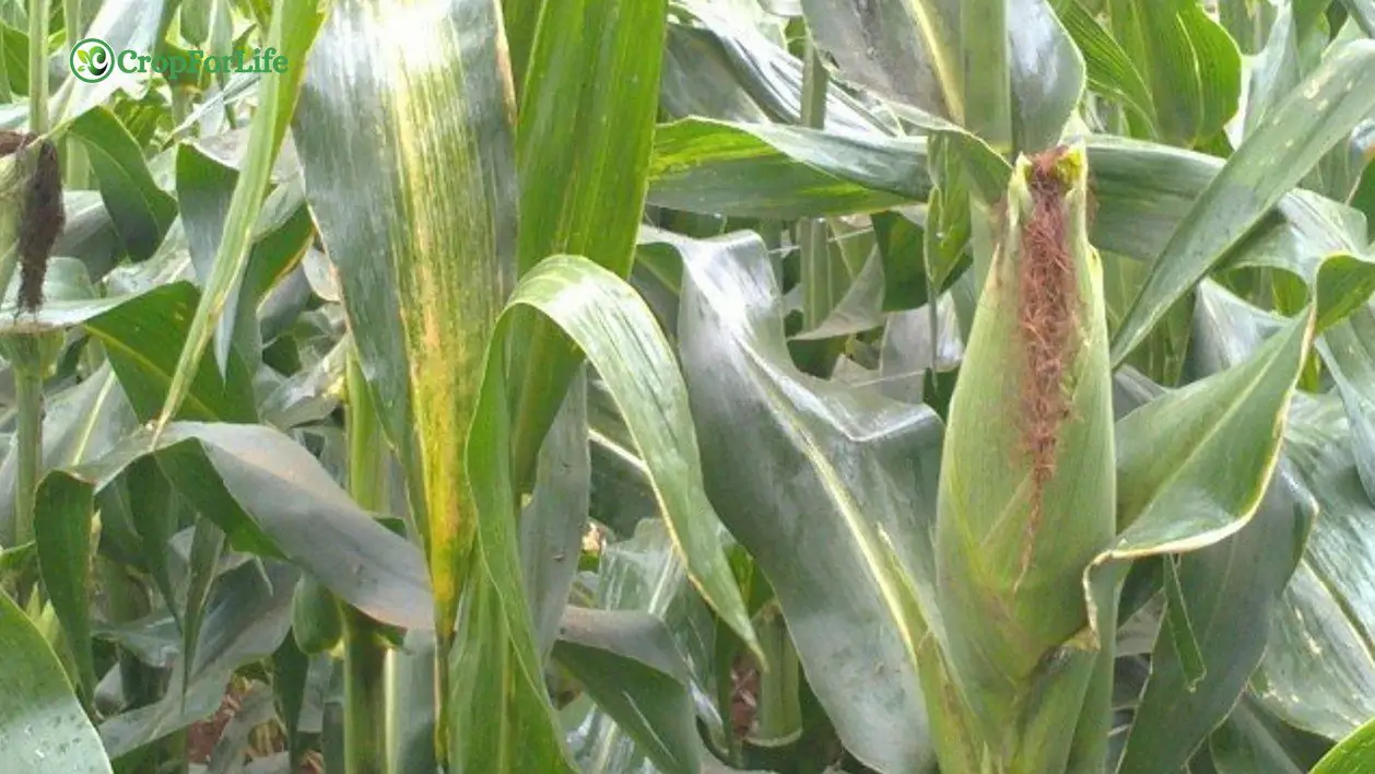 composite variety