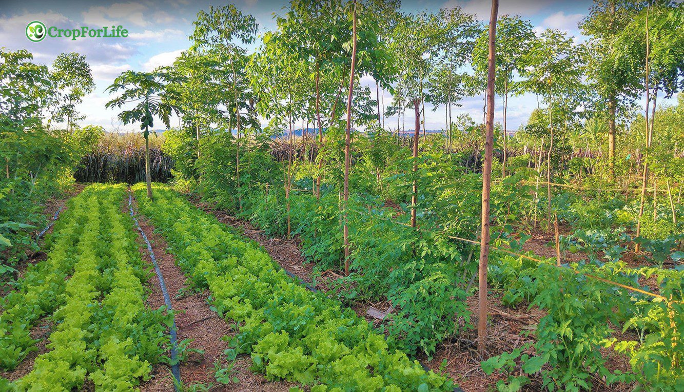 Agroforestry