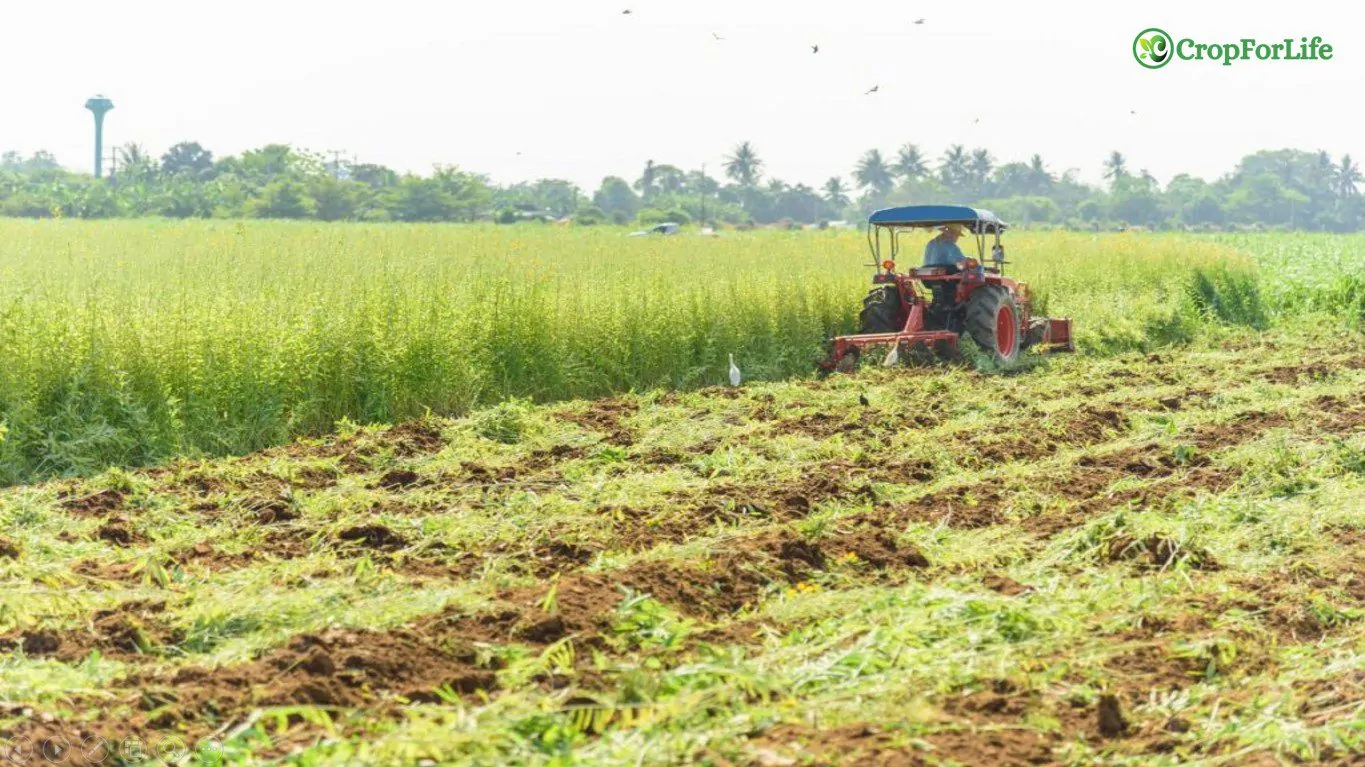 Green Manure