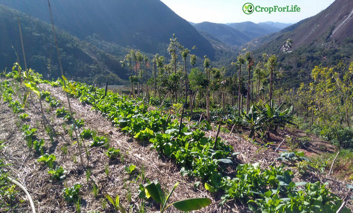 agroecosystem