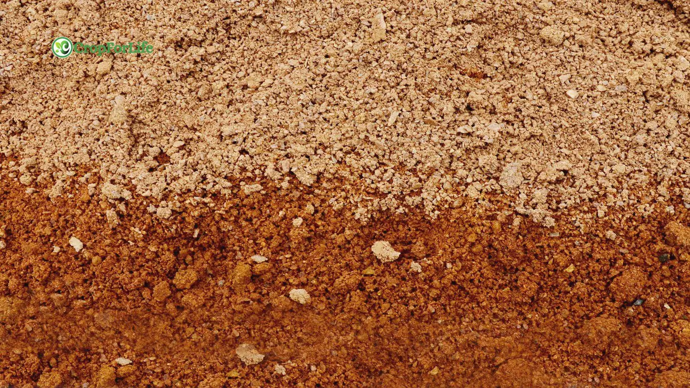 Clayey Soil