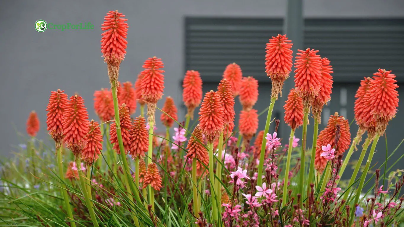 herbaceous perennial