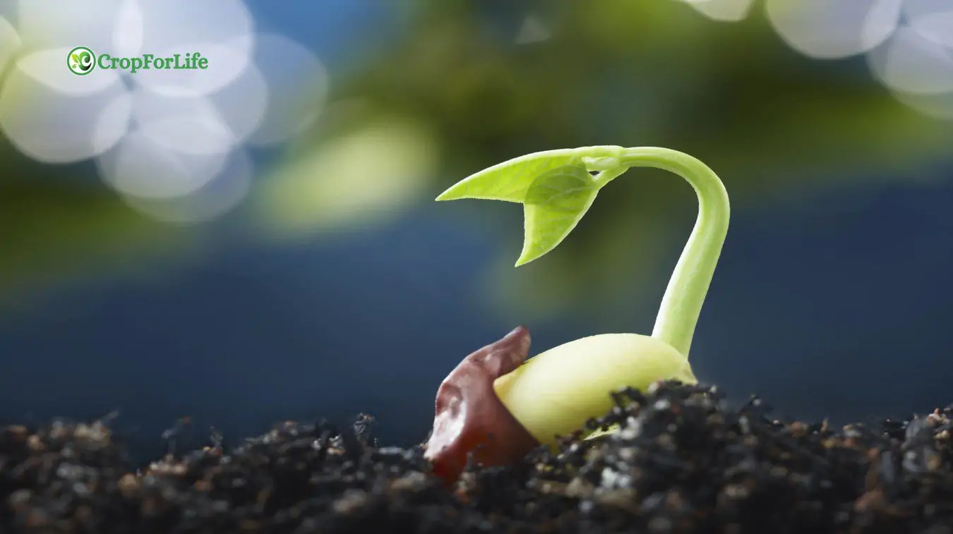 seed dormancy
