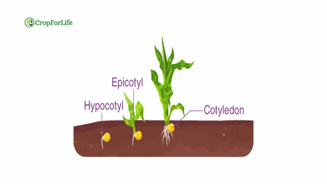 hypogeal germination