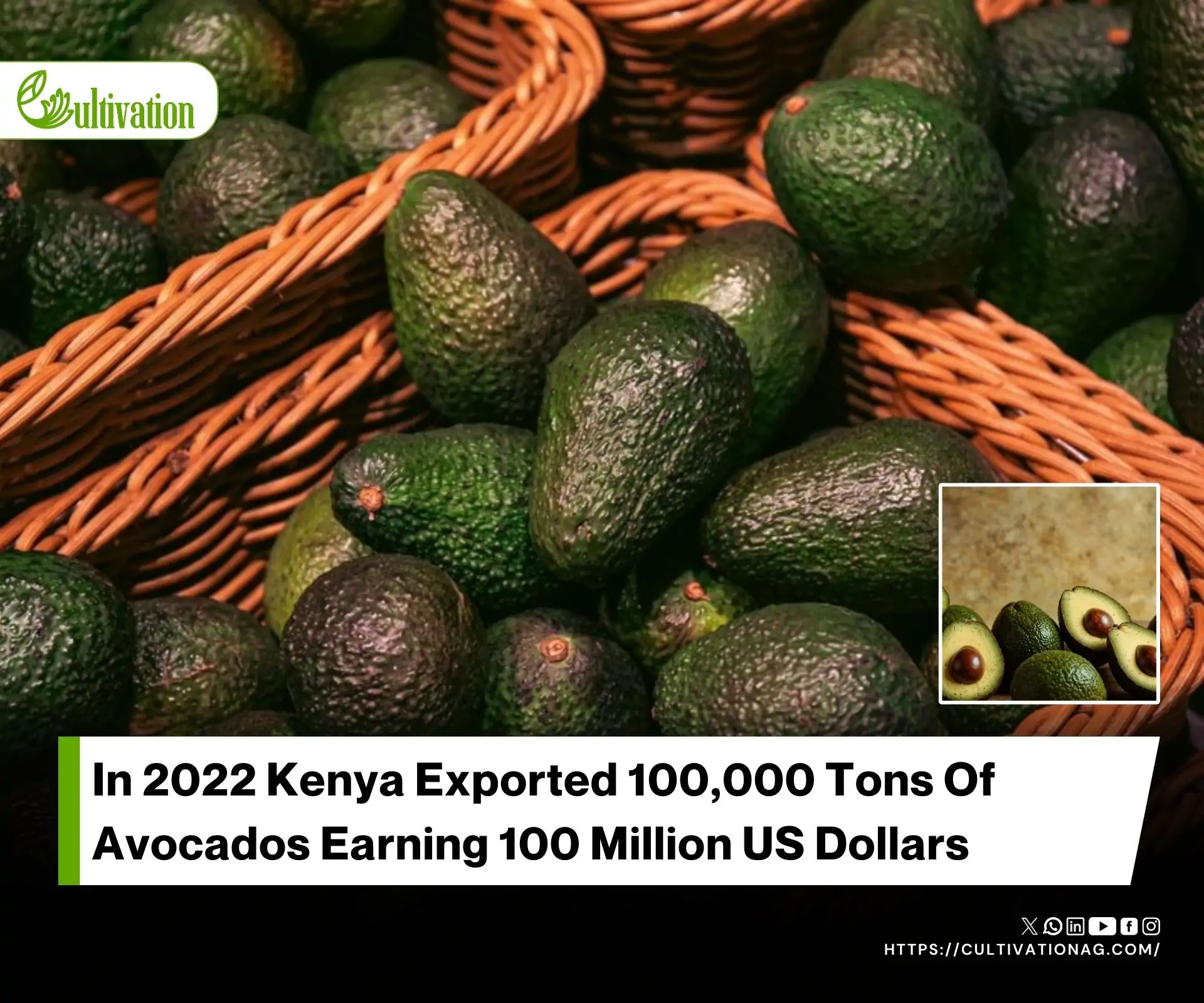 Determinants of Post-Harvest Losses in the Avocado Value Chain in Murang’a County Kenya