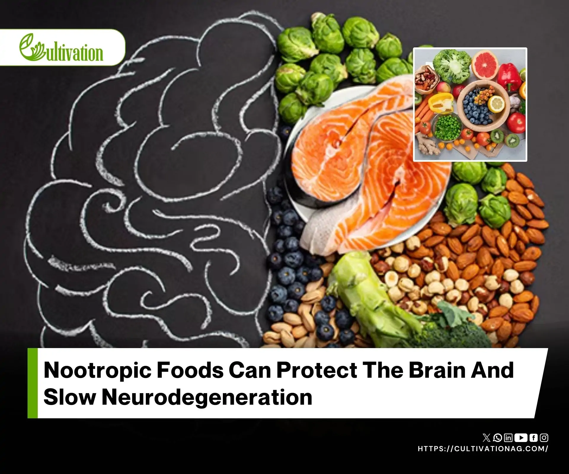 Nootropic Foods and Their Potential Impact on Progressive Neurodegenerative Diseases