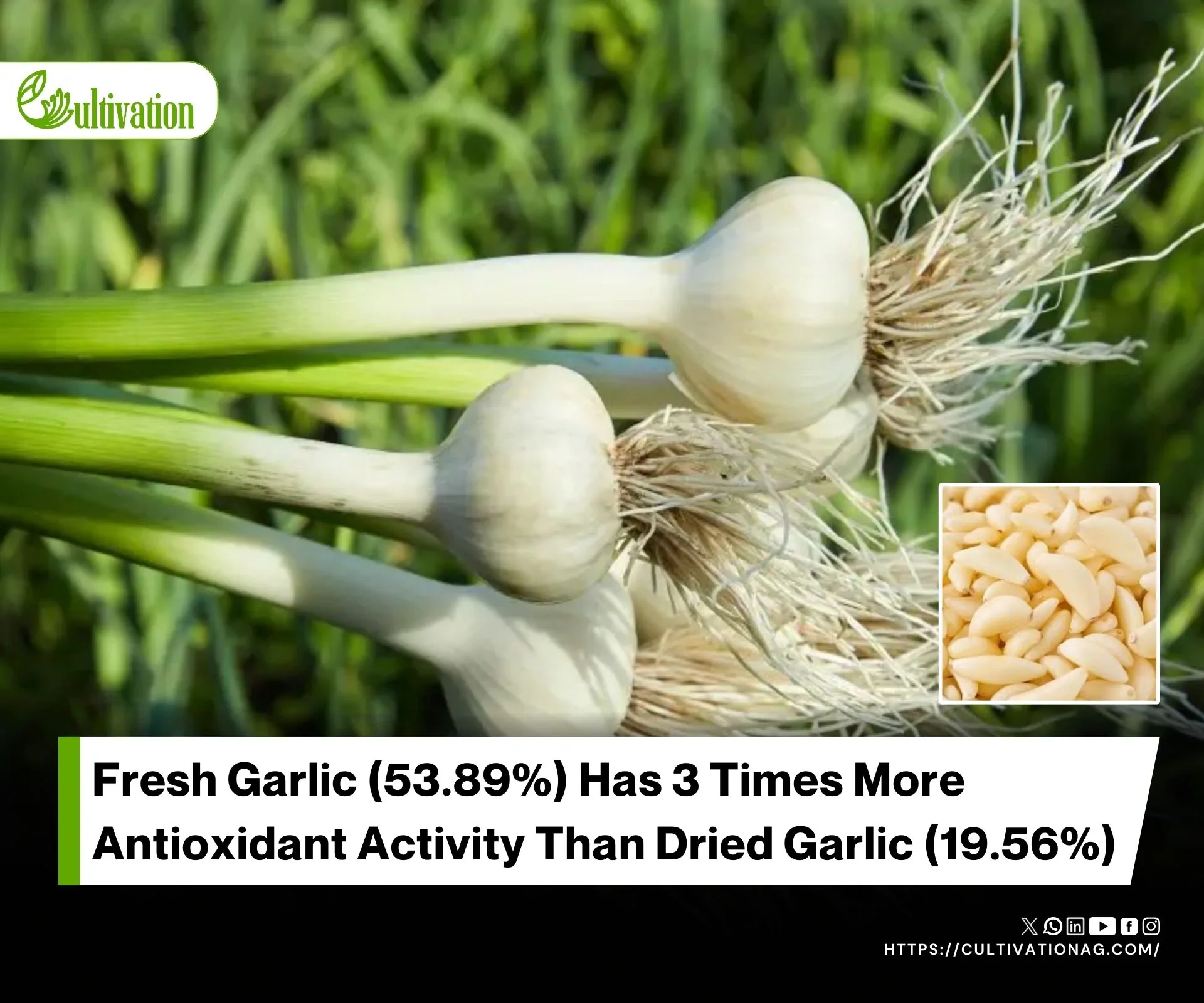 Bioactive and Antioxidant Differences in Sliced and Crushed Garlic