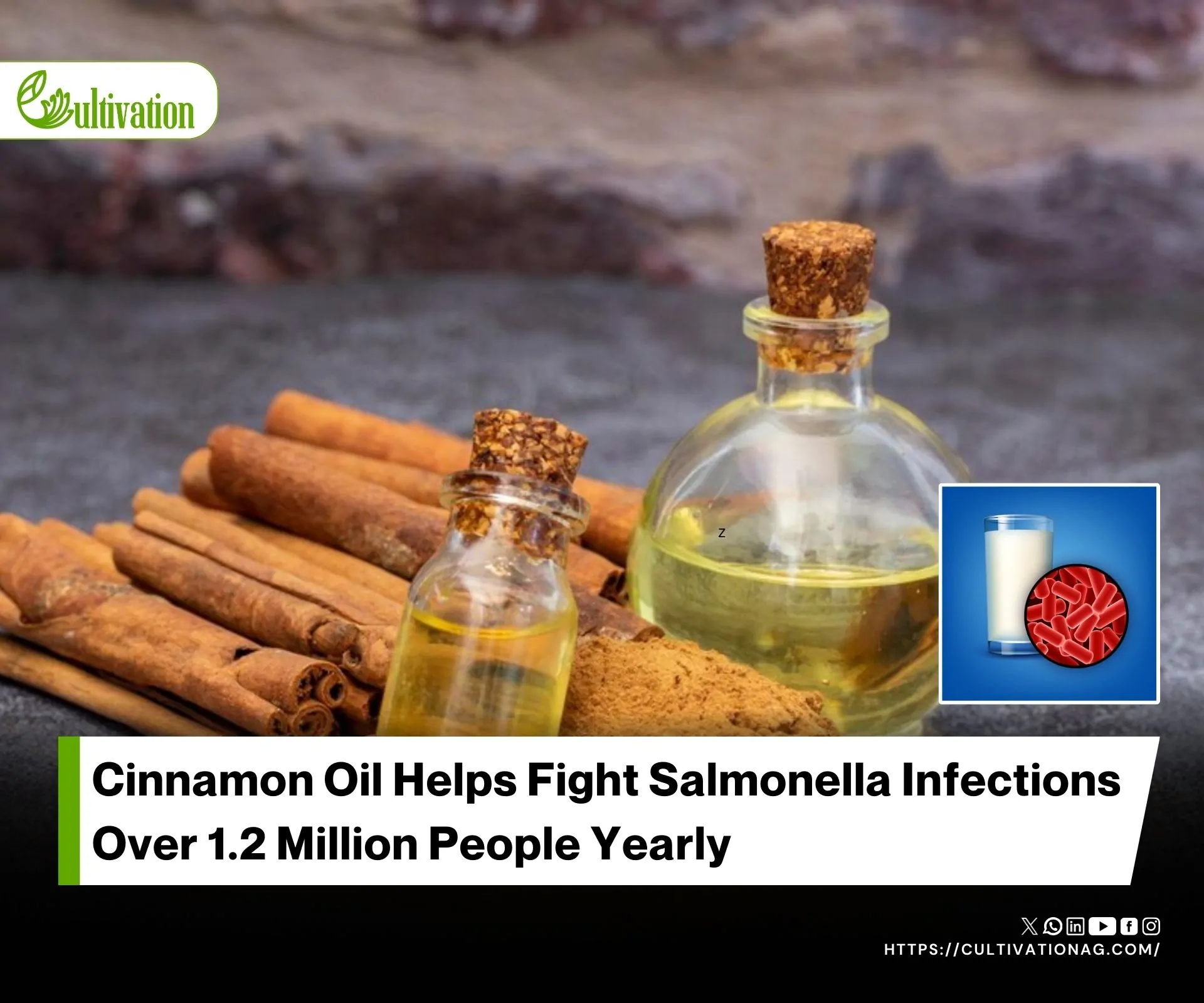 Cinnamon Oil and Zinc Nanoparticles Fight Salmonella in Milk