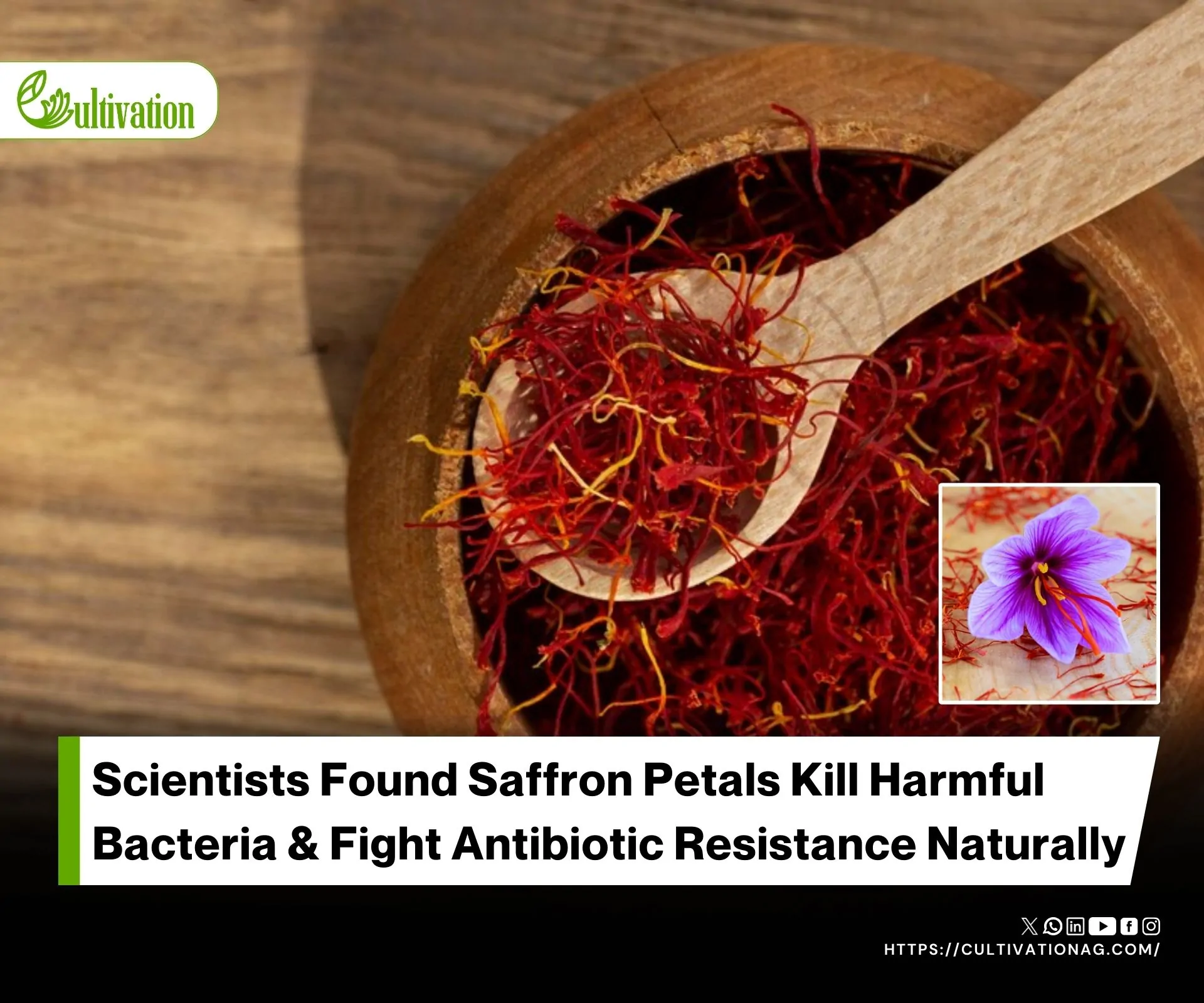 Comparing Extraction Methods for Saffron Petal Antimicrobials