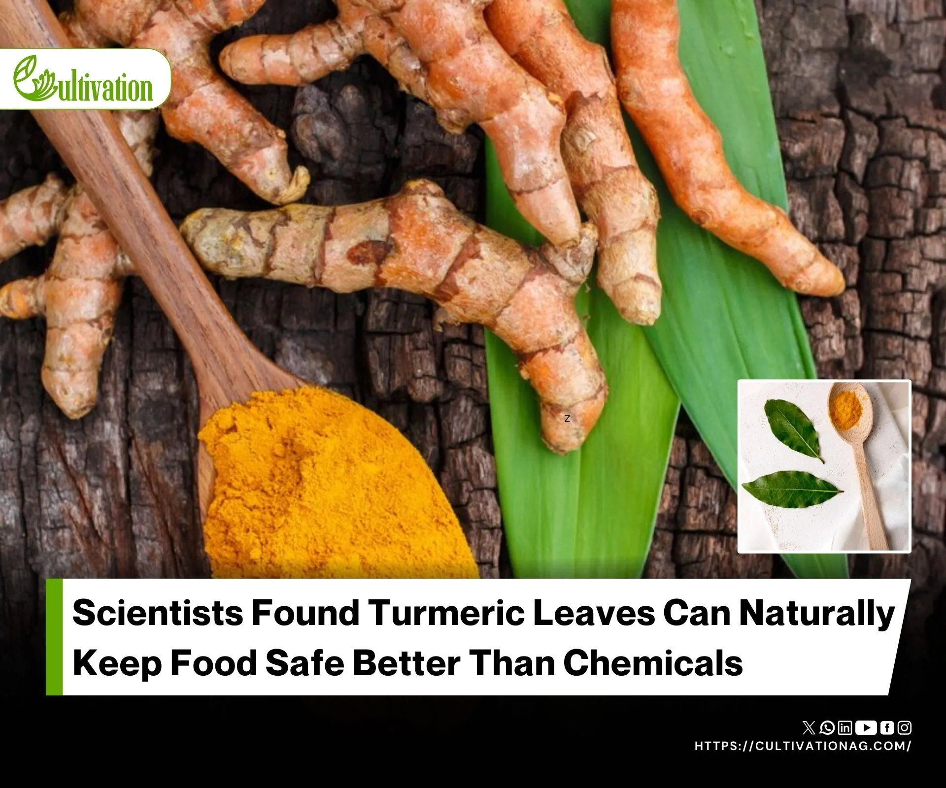 Harnessing Turmeric Leaf Waste for Sustainable Food Packaging