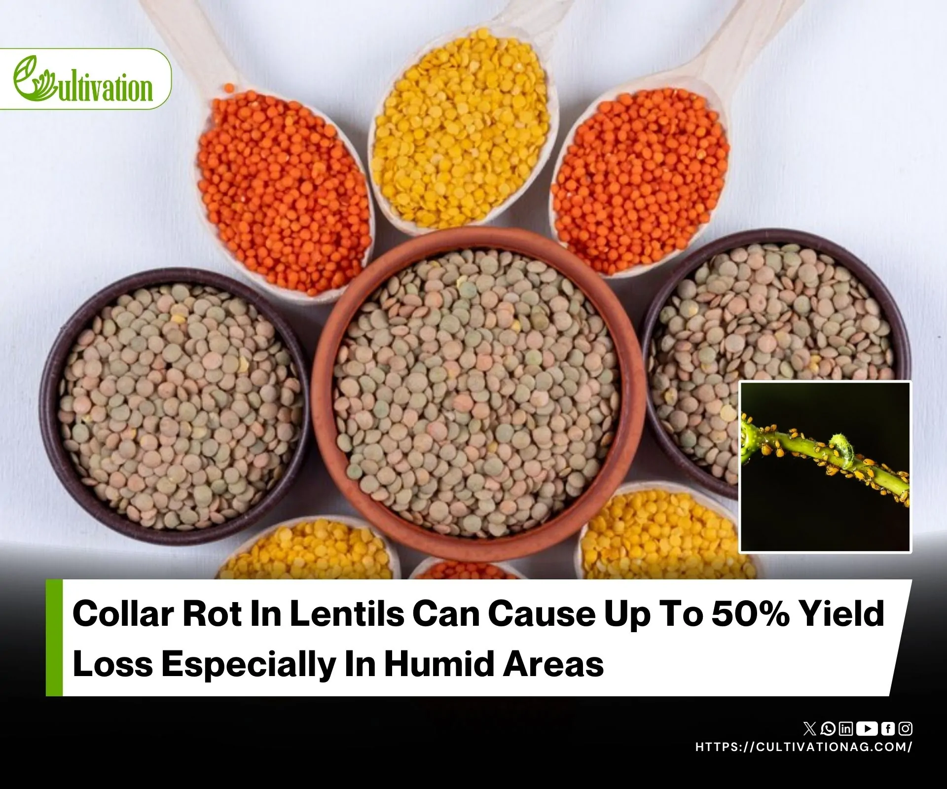 Natural Solutions For Lentil Collar Rot in Organic Farming
