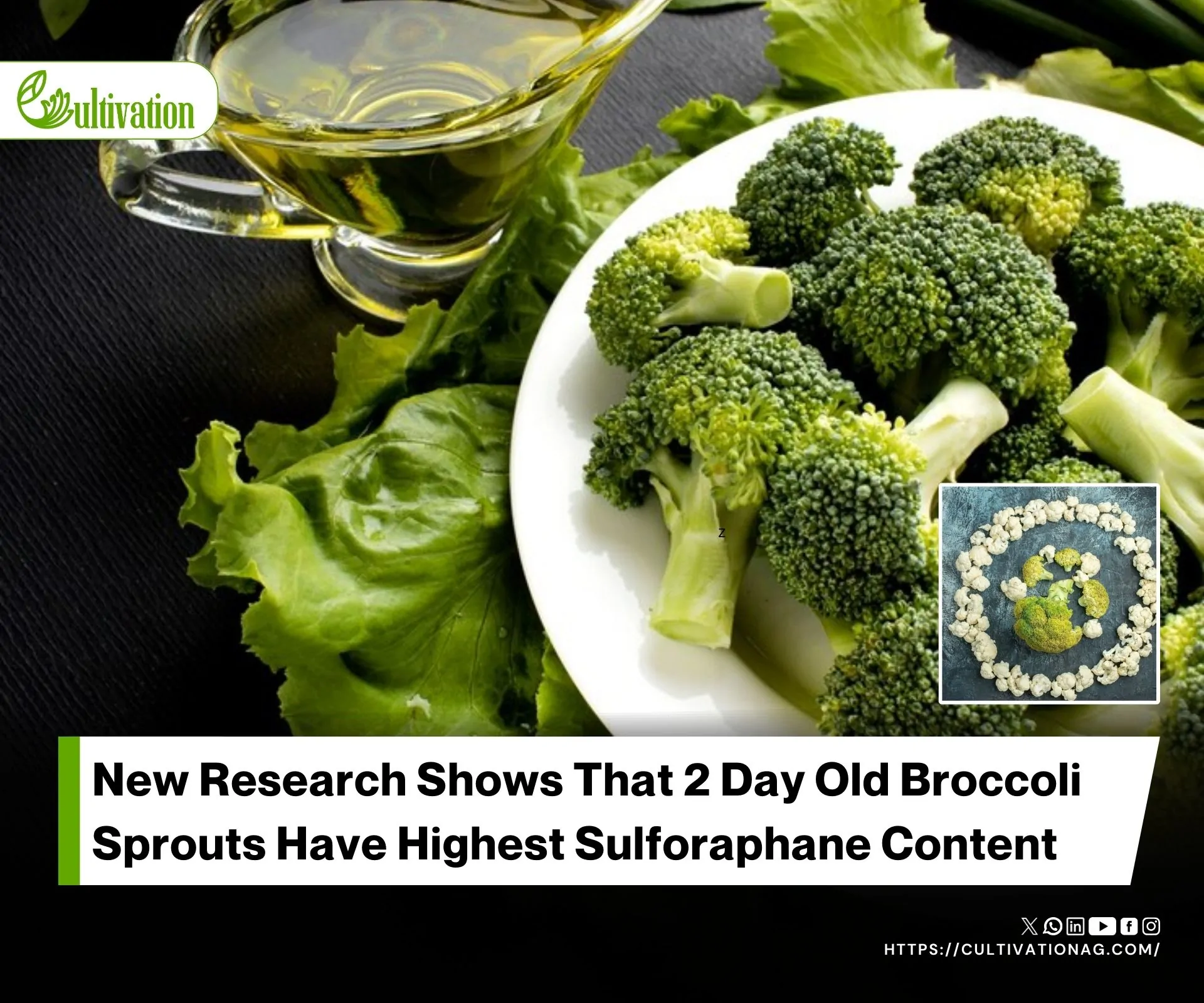 Optimal Age Of Broccoli Sprouts For Maximum Nutrient Benefits