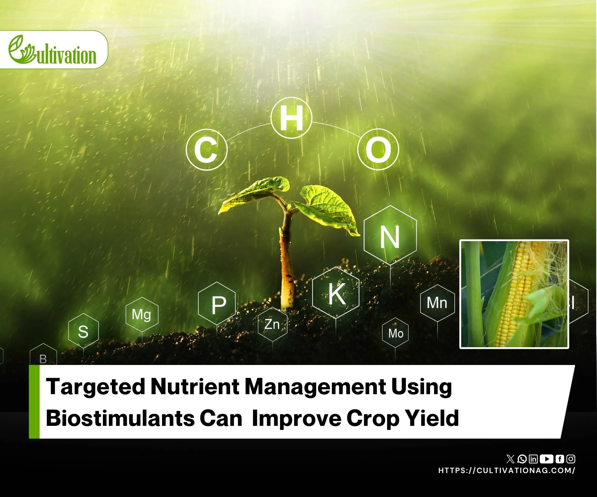 Unlocking Higher Yields Through Targeted Nutrient Management (TNM)
